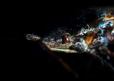 Small bug in the darknes