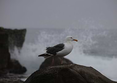 California gull