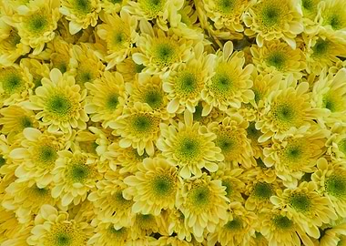 yellow daisies background
