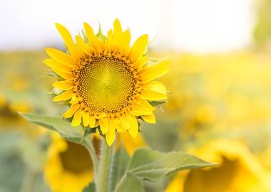 Sunflowers