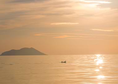 Dolphin Sunset
