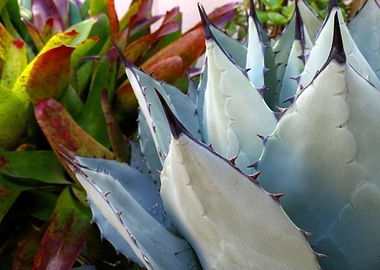 The Blue Aloe