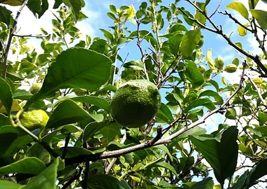 The Ripening of Lemons