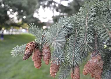 Pinecones at the Park
