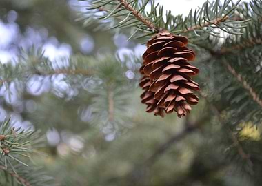 Pinecones 2