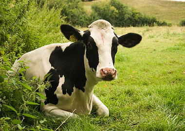 A Cow laying in the Field