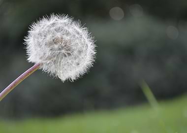 Dandelion