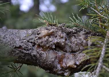 Sappy pine branch