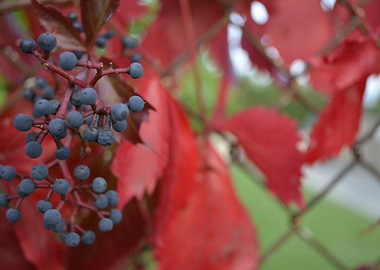 Red leaf grapevine