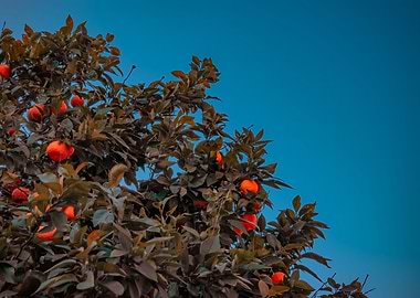 Orange Tree