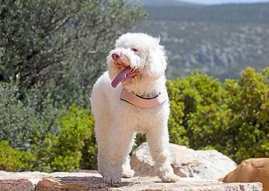 White Lagotto Romagnolo