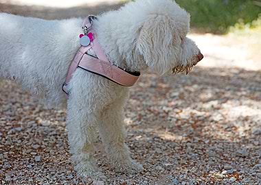 White Lagotto Romagnolo