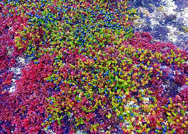 Blueberries on the Tundra