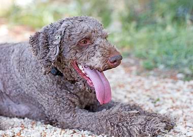 White Lagotto Romagnolo