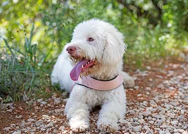 White Lagotto Romagnolo