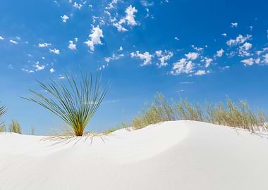 White Sands View