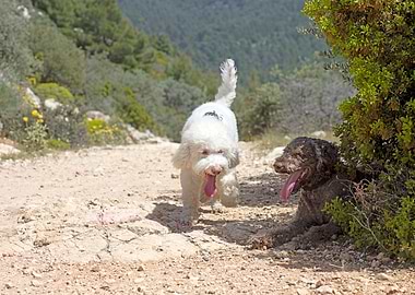 White Lagotto Romagnolo