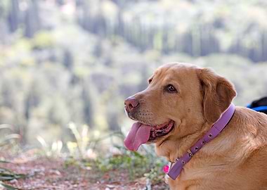 Labrador sweet portrait