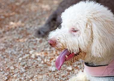 White Lagotto Romagnolo