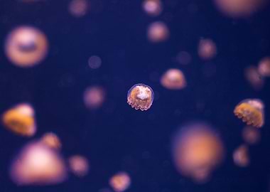 Small orange jellyfish