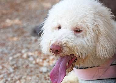 White Lagotto Romagnolo