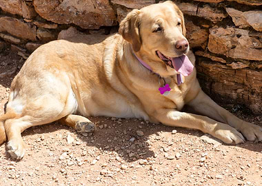 Labrador sweet portrait