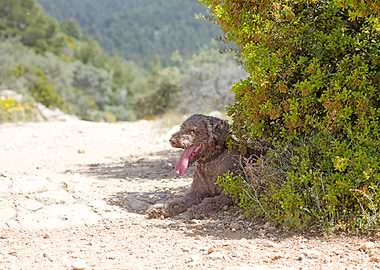 White Lagotto Romagnolo