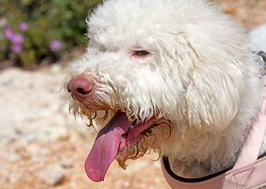 White Lagotto Romagnolo