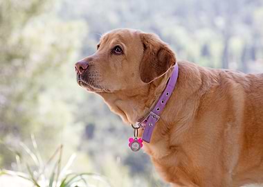 Labrador sweet portrait
