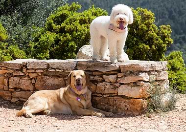 White Lagotto Romagnolo