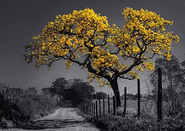 Yellow Flower Tree