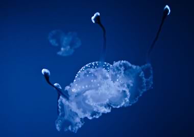 White jellyfish