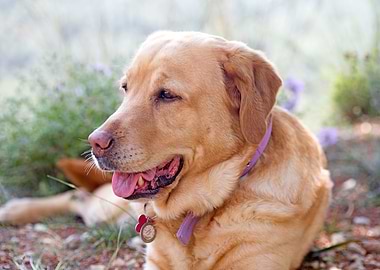 Labrador sweet portrait