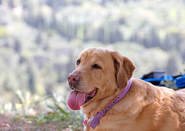 Labrador sweet portrait