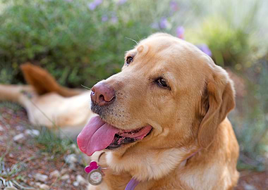 Labrador sweet portrait