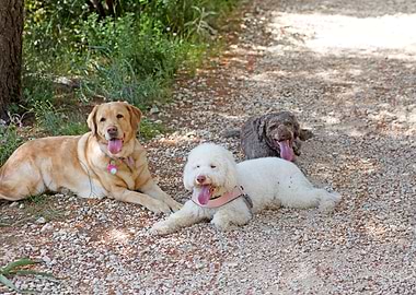 White Lagotto Romagnolo