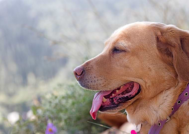 Labrador sweet portrait