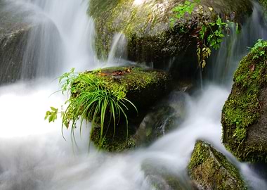 Green Flower on Waterfall