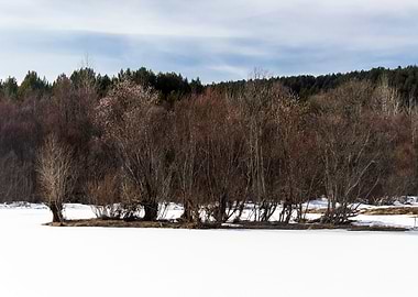 Landscape Blooming willow
