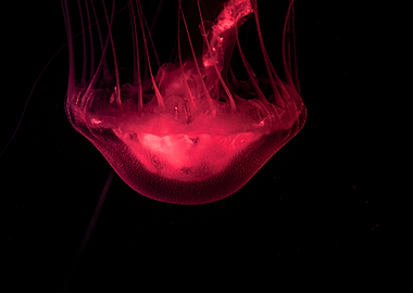 Jellifish swiming in dark