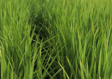 Green Grass