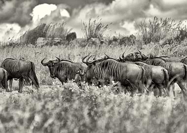 Under the African Sky