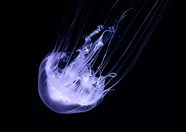 Jellifish swiming in dark