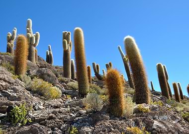 cacti at salar de uyuni