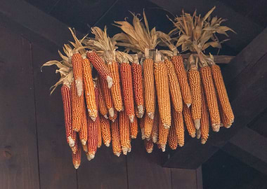 hanging cobs in the farm