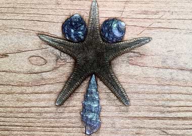 seastar shell composition