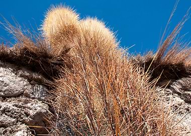cactus on isla incahuasi