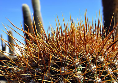 cacti at salar de uyuni