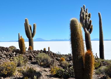 cacti at salar de uyuni