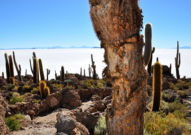 cactus at salar de uyuni